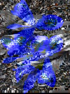 RHS Malvern Spring Festival 2025